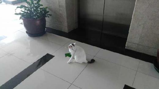 GoSumbar.com - Mengikuti Shiro, Si Kucing Penunggu Gedung DPR yang 