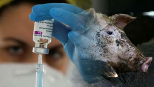 Ada babi vaksin Darurat, Vaksin